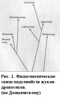 Рис. 1. Филогенетические связи подсемейств жуков-дровосеков. (по Данилевскому)