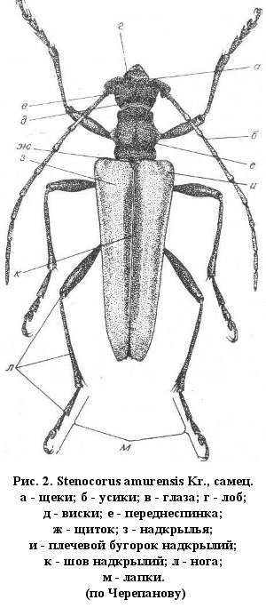 Рис. 2. Stenocorus amurensis Kr., самец. (по Черепанову)